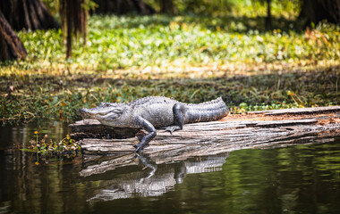 resting alligator on swamp log