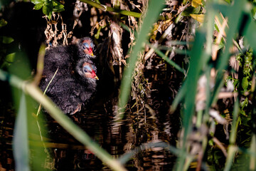 Two baby moorhen in the river of Villajoyosa