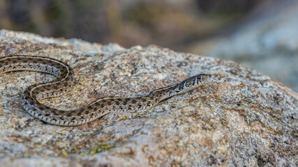 A Black Tailed Rattlesnake in Tucson, Arizona