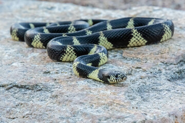 A California Kingsnake in Tucson, Arizona