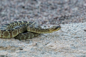 A Black Tailed Rattlesnake in Tucson, Arizona