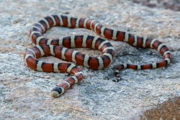 A Mexican Milk Snake in Tucson, Arizona