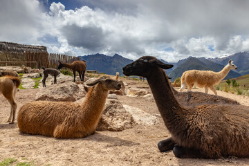 A herd of llamas rests on the road to the Salineras de Maras, Ma © Cavan