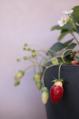 Strawberry growing in pot with on minimal pink - small space garden