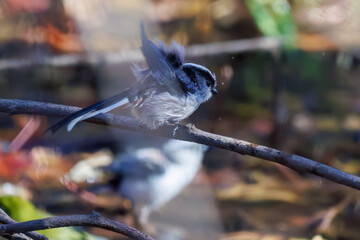 Naklejka premium 飛び回る可愛いエナガ（エナガ科）、メジロ（メジロ科）の群れ 水盤で水浴びをしている。 英名学名：long tailed tit (Aegithalos caudatus) Japanese White Eye (Zosterops Japonica) 千葉県市川市大町公園自然観察園2024 大町の谷戸全体が公園。湿地や里山、森林等、武蔵野の自然が保存されている。 