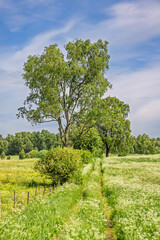 Fototapeta premium Path on a meadow with flowering Cow parsley a sunny summer day