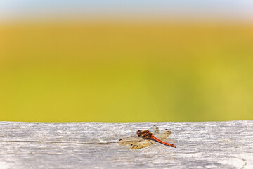 Red dragonflies sitting on wood a sunny summer day