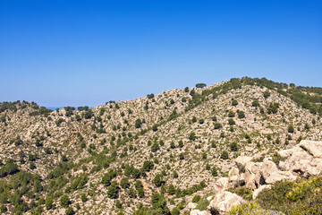 View at a shrubland on a mountain a sunny summer day