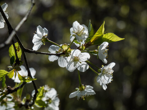 White flowers arranged in corymbs of two to six together of Wild, sweet or gean cherry (Prunus avium) in sunlight in early spring