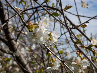 White flowers arranged in corymbs of two to six together of Wild, sweet or gean cherry (Prunus avium) in sunlight in early spring