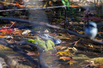 飛び回る可愛いエナガ（エナガ科）、メジロ（メジロ科）の群れ
水盤で水浴びをしている。
英名学名：long tailed tit (Aegithalos caudatus)
Japanese White Eye (Zosterops Japonica) 
千葉県市川市大町公園自然観察園2024
大町の谷戸全体が公園。湿地や里山、森林等、武蔵野の自然が保存されている。
