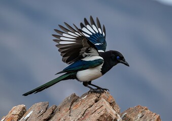 blue jay on a branch
