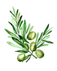 illustration of olive branch on white background