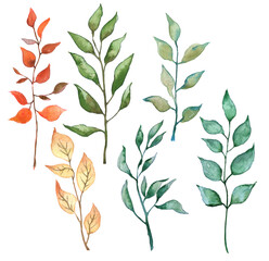 set of watercolor branches on white background