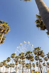 Ferris wheel surrounded by tall palm trees under a clear blue sky, creating a vibrant atmosphere of leisure and fun at an amusement park or seaside attraction