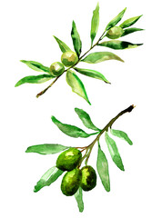 illustration of olive branch on white background