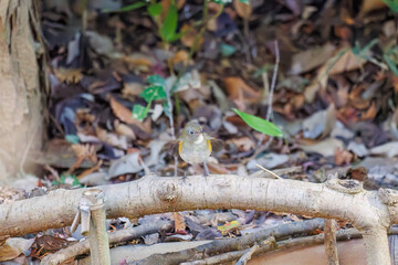 幸せの青い鳥、可愛いルリビタキ（ヒタキ科）
小川で水浴びをしている。
英名学名：Red flanked Bluetail (Tarsiger cyanurus)
千葉県市川市大町公園自然観察園2024
大町の谷戸全体が公園。湿地や里山、森林等、武蔵野の自然が保存されている。
