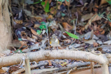 幸せの青い鳥、可愛いルリビタキ（ヒタキ科）
小川で水浴びをしている。
英名学名：Red flanked Bluetail (Tarsiger cyanurus)
千葉県市川市大町公園自然観察園2024
大町の谷戸全体が公園。湿地や里山、森林等、武蔵野の自然が保存されている。
