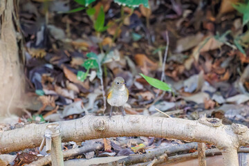 幸せの青い鳥、可愛いルリビタキ（ヒタキ科）
小川で水浴びをしている。
英名学名：Red flanked Bluetail (Tarsiger cyanurus)
千葉県市川市大町公園自然観察園2024
大町の谷戸全体が公園。湿地や里山、森林等、武蔵野の自然が保存されている。
