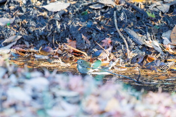 幸せの青い鳥、可愛いルリビタキ（ヒタキ科）
小川で水浴びをしている。
英名学名：Red flanked Bluetail (Tarsiger cyanurus)
千葉県市川市大町公園自然観察園2024
大町の谷戸全体が公園。湿地や里山、森林等、武蔵野の自然が保存されている。
