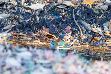 幸せの青い鳥、可愛いルリビタキ（ヒタキ科）
小川で水浴びをしている。
英名学名：Red flanked Bluetail (Tarsiger cyanurus)
千葉県市川市大町公園自然観察園2024
大町の谷戸全体が公園。湿地や里山、森林等、武蔵野の自然が保存されている。
