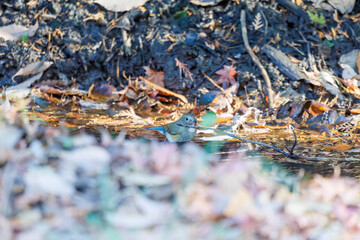 幸せの青い鳥、可愛いルリビタキ（ヒタキ科）
小川で水浴びをしている。
英名学名：Red flanked Bluetail (Tarsiger cyanurus)
千葉県市川市大町公園自然観察園2024
大町の谷戸全体が公園。湿地や里山、森林等、武蔵野の自然が保存されている。
