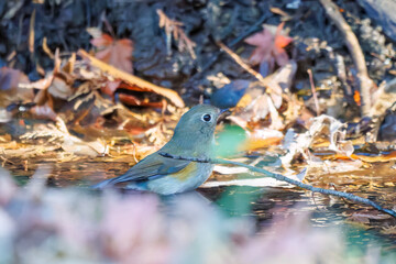 幸せの青い鳥、可愛いルリビタキ（ヒタキ科）
小川で水浴びをしている。
英名学名：Red flanked Bluetail (Tarsiger cyanurus)
千葉県市川市大町公園自然観察園2024
大町の谷戸全体が公園。湿地や里山、森林等、武蔵野の自然が保存されている。
