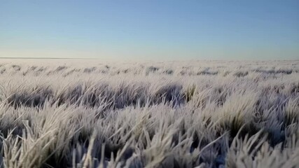 Wide shot of a frost covered field, clear blue sky, landscape view with grass covered in white ice crystals, winter scene, tranquil background - Powered by Adobe