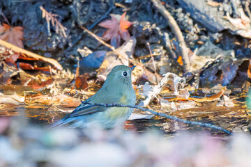 幸せの青い鳥、可愛いルリビタキ（ヒタキ科）
小川で水浴びをしている。
英名学名：Red flanked Bluetail (Tarsiger cyanurus)
千葉県市川市大町公園自然観察園2024
大町の谷戸全体が公園。湿地や里山、森林等、武蔵野の自然が保存されている。
