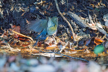 幸せの青い鳥、可愛いルリビタキ（ヒタキ科）
小川で水浴びをしている。
英名学名：Red flanked Bluetail (Tarsiger cyanurus)
千葉県市川市大町公園自然観察園2024
大町の谷戸全体が公園。湿地や里山、森林等、武蔵野の自然が保存されている。
