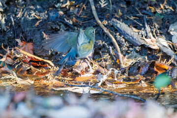 幸せの青い鳥、可愛いルリビタキ（ヒタキ科）
小川で水浴びをしている。
英名学名：Red flanked Bluetail (Tarsiger cyanurus)
千葉県市川市大町公園自然観察園2024
大町の谷戸全体が公園。湿地や里山、森林等、武蔵野の自然が保存されている。
