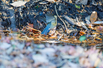 幸せの青い鳥、可愛いルリビタキ（ヒタキ科）
小川で水浴びをしている。
英名学名：Red flanked Bluetail (Tarsiger cyanurus)
千葉県市川市大町公園自然観察園2024
大町の谷戸全体が公園。湿地や里山、森林等、武蔵野の自然が保存されている。
