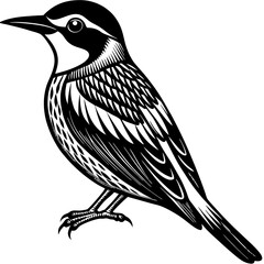 vector illustration of a bird