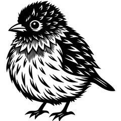 bird on a white background