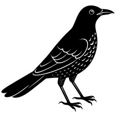 vector illustration of a bird