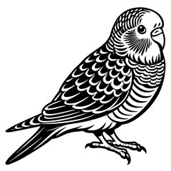 black and white bird