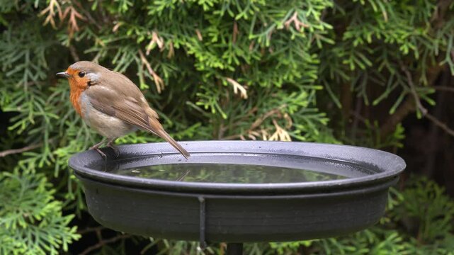 robin in the garden