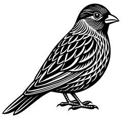 Fototapeta premium sketch of a bird