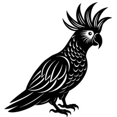 parrot on a white background