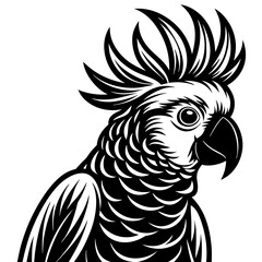 black and white parrot