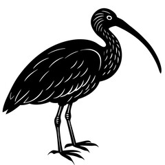 black crowned night heron