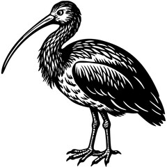 Fototapeta premium black crowned crane