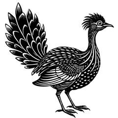 rooster isolated on white background