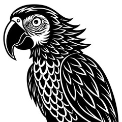 black and white macaw