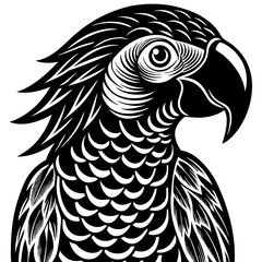 black and white bird