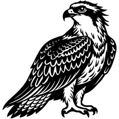 eagle vector illustration