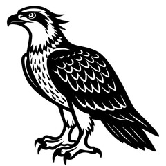 eagle isolated on white