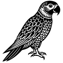 bird of prey
