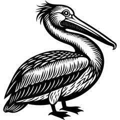 pelican on white background