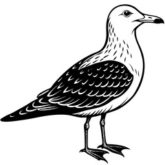 vector drawing of a bird